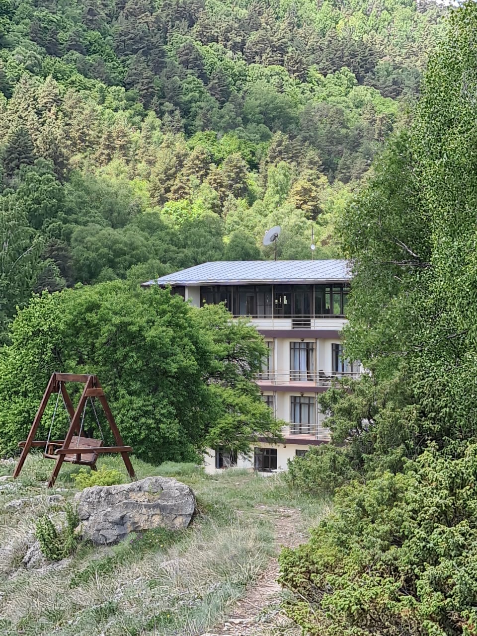 Реликтовый лес Радде — фон страницы блога